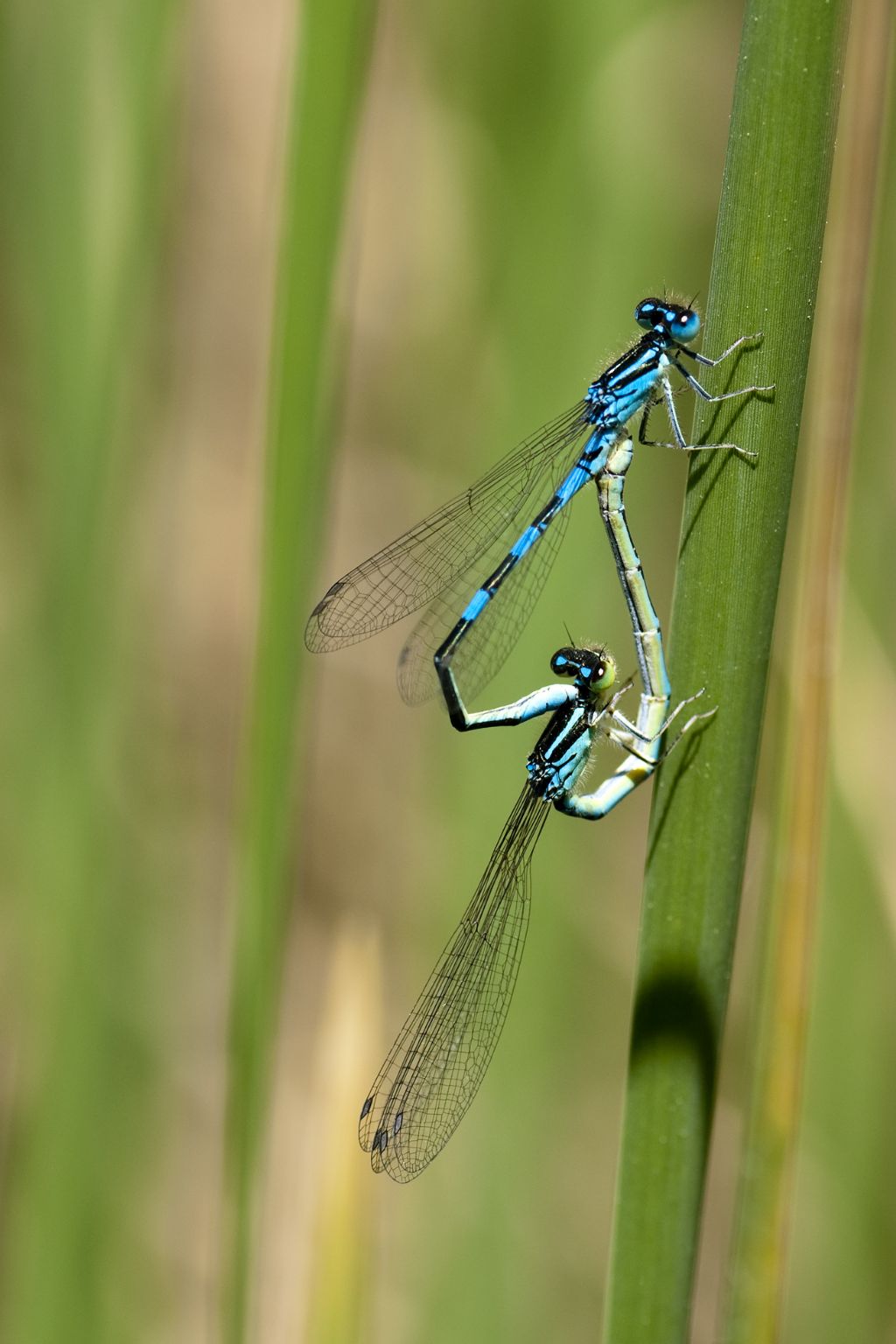 Coenagrion scitulum